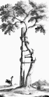orthopedic tree